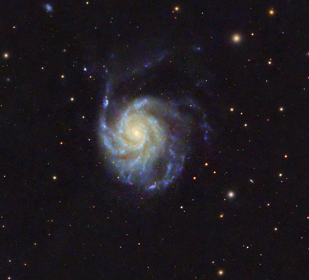 The Pinwheel Galaxy, M101 — a grand-design face-on spiral with blue star-forming knots threaded through its arms and a warm golden core, imaged at Alligator View Observatory